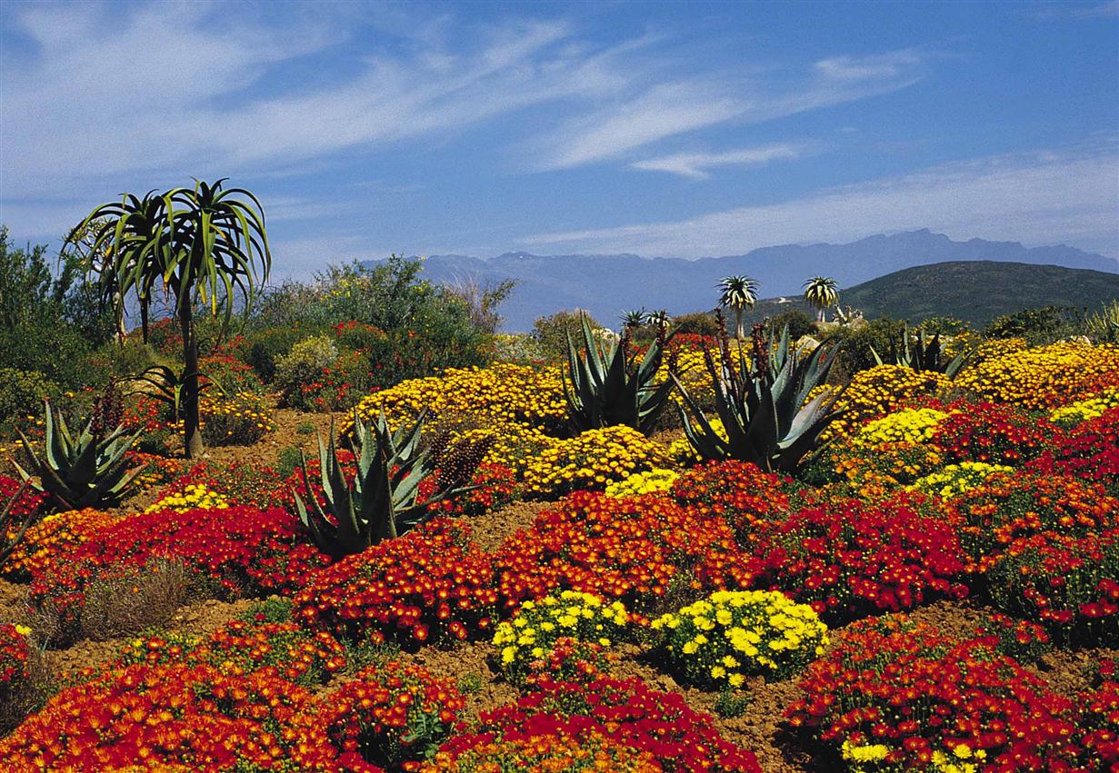 Ботанический сад Кирстенбош Кейптаун